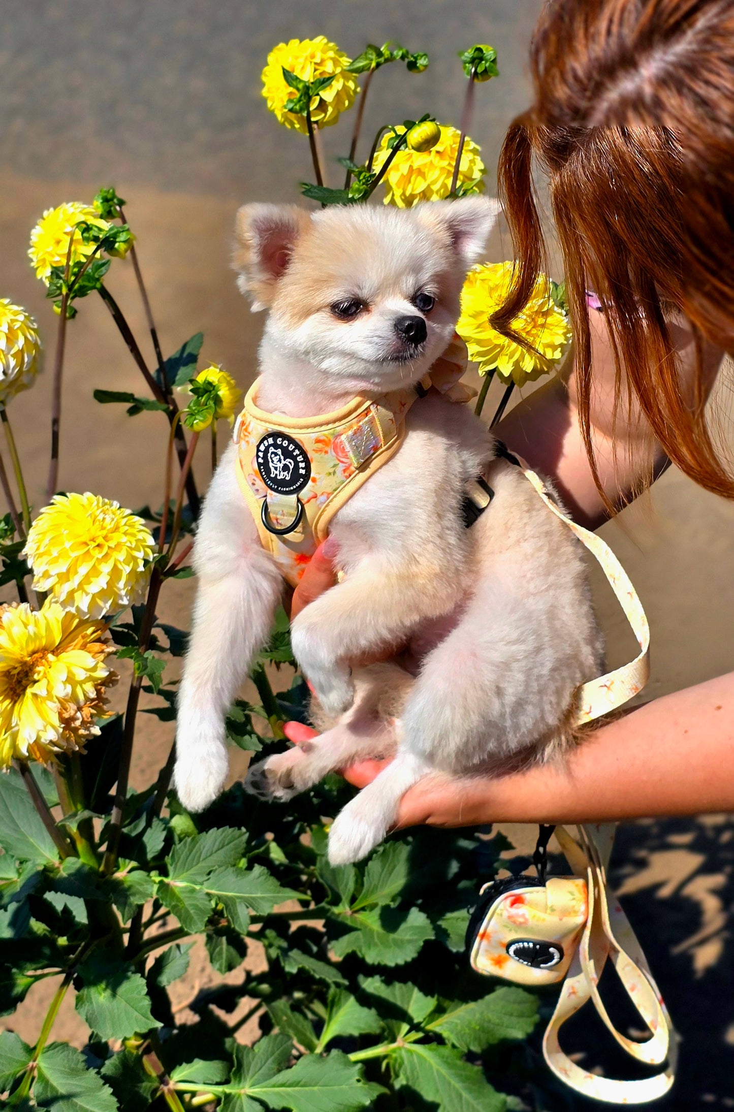 Golden Sol Bloom