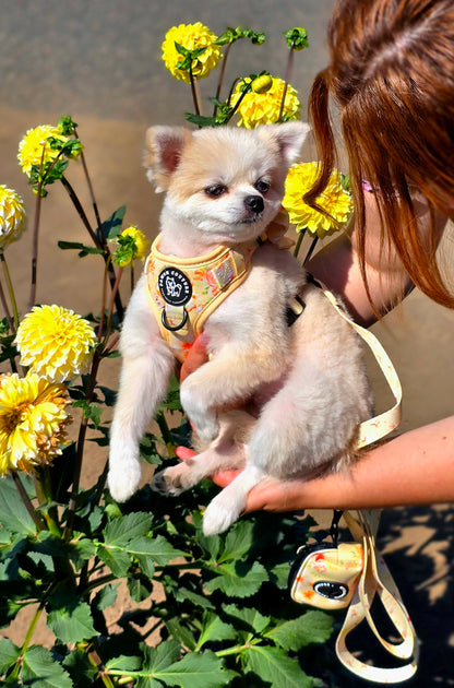 Golden Sol Bloom